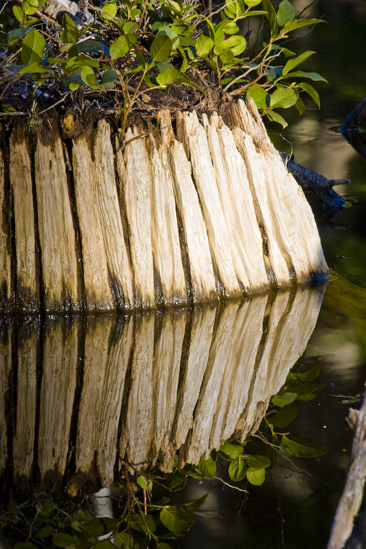 Tree Stump In Pond